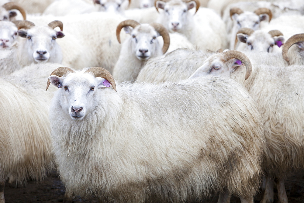 Icelandic sheep in a sheep pen in northern Iceland, Polar Regions