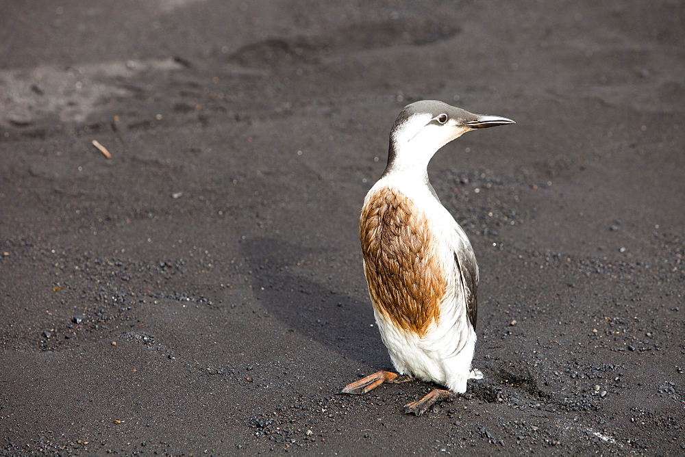 A Guillemot (Uria aalge) covered in oil on a black sand volcanic beach at Vik, on Iceland's south coast, Iceland, Polar Regions