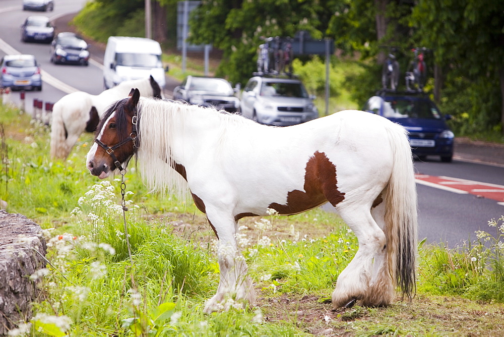 A gipsy's horse tied up by the roadside in Kirkby Lonsdale, en route to the Appleby Horse Fair, Cumbria, England, United Kingdom, Europe