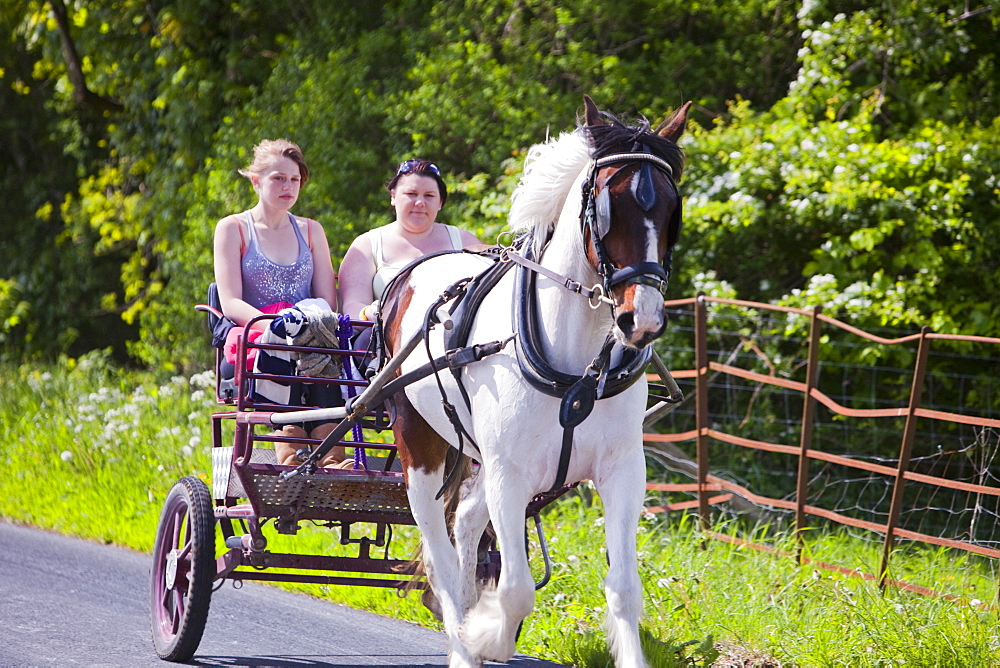 Gipsies travelling towards the Appleby Horse Fair on horse and traps, near Kirkby Lonsdale, Cumbria, England, United Kingdom, Europe