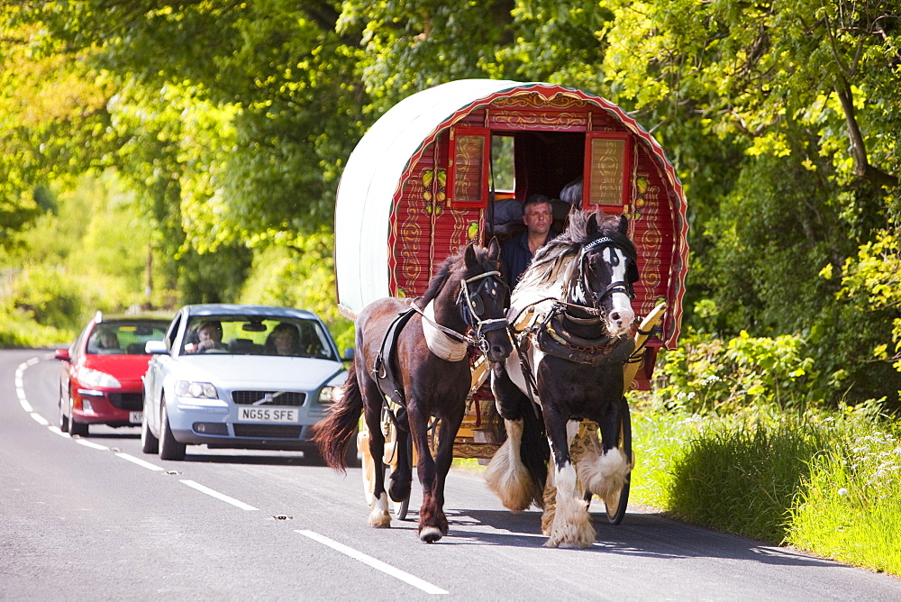 Gipsies travelling towards the Appleby Horse Fair on a horse drawn caravan near Kirkby Lonsdale, Cumbria, England, United Kingdom, Europe