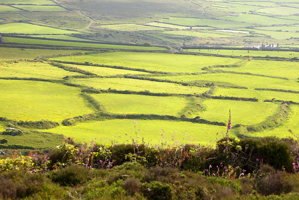 Ancient field boundaries near Bosigran on the Cornish coast, Cornwall, England, United Kingdom, Europe