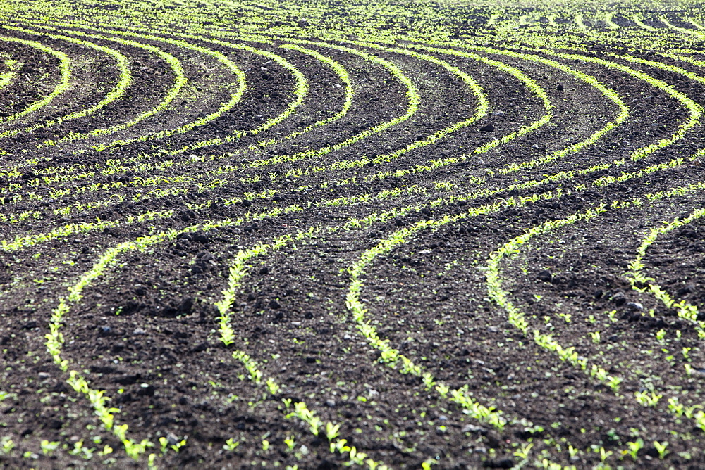 Maize crops planted in a wavy line in a field near Zennor in Cornwall, England, United Kingdom, Europe