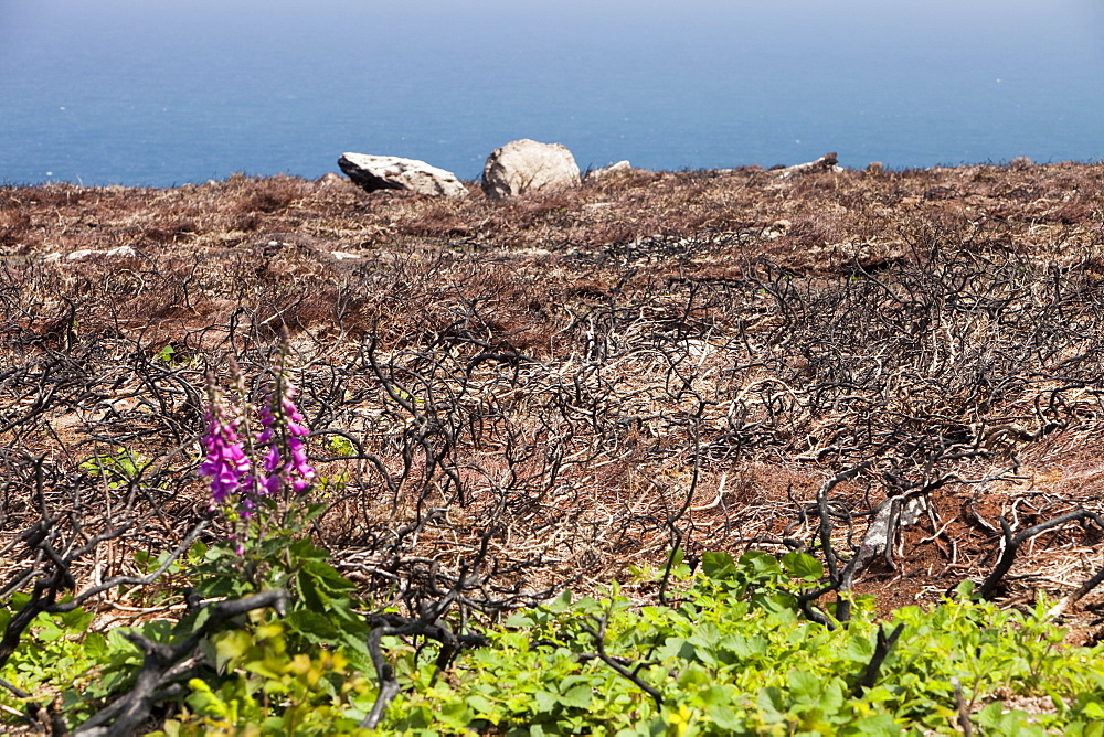 An area of burnt out gorse on the cliff tops of the Cornish coast near Rosemergy, England, United Kingdom, Europe