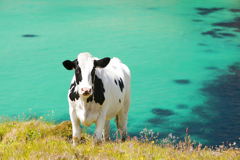 A cow on rough grazing near Gwennap Head, Cornwall, England, United Kingdom, Europe