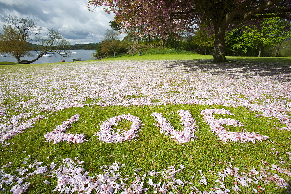 Cherry blossom used to spell out the word Love, on a playing field in Ambleside, Cumbria, England, United Kingdom, Europe