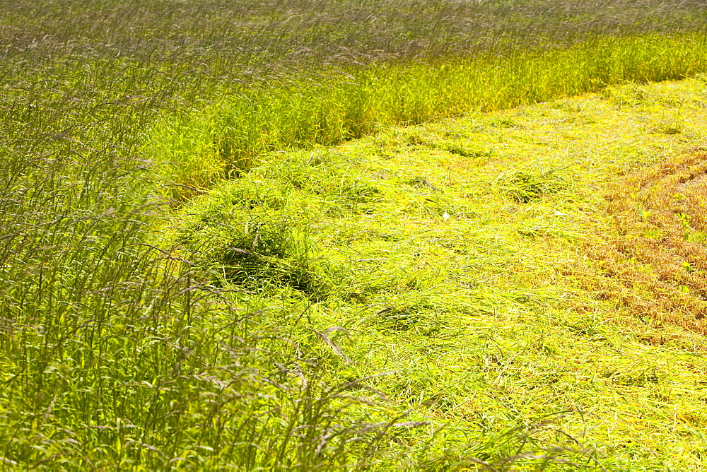 A field of mowed grass for hay near Porthcurno, Cornwall, England, United Kingdom, Europe