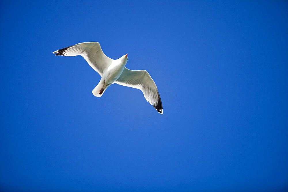 Herring gull in flight