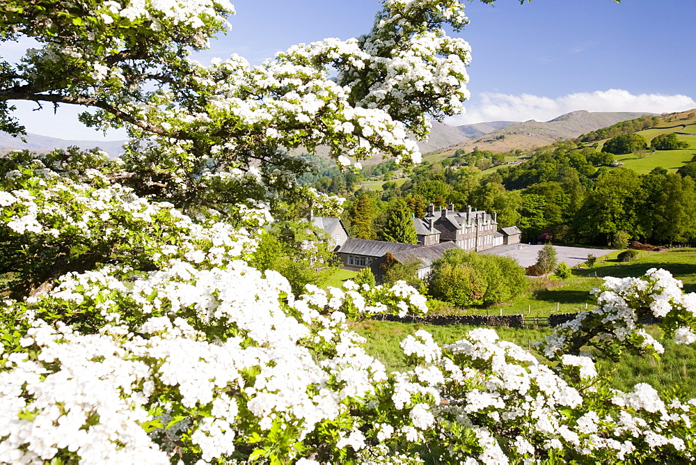 hawthorn blossom with Fairfield in the background, Cumbria, England, United Kingdom, Europe
