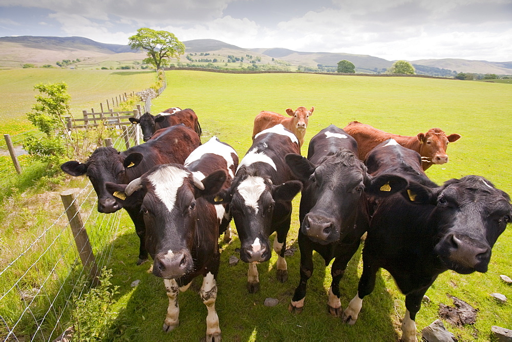 A herd of cows on a farm in the Lune Valley, Cumbria, England, United Kingdom, Europe