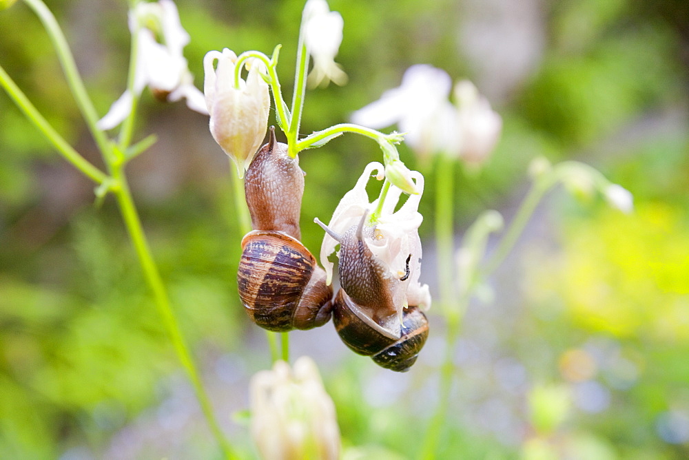 Garden snails feeding on flowers in a Cornish garden, England, United Kingdom, Europe