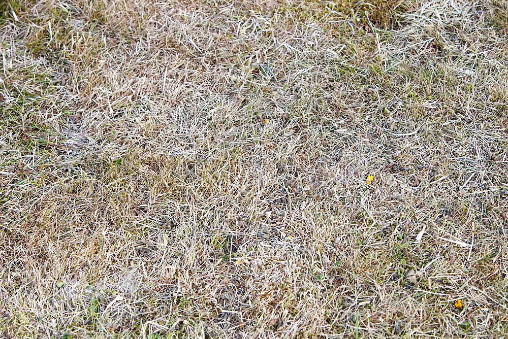 Grass on a lawn brown and dried up due to the 2010 drought in Cumbria, England, United Kingdom, Europe