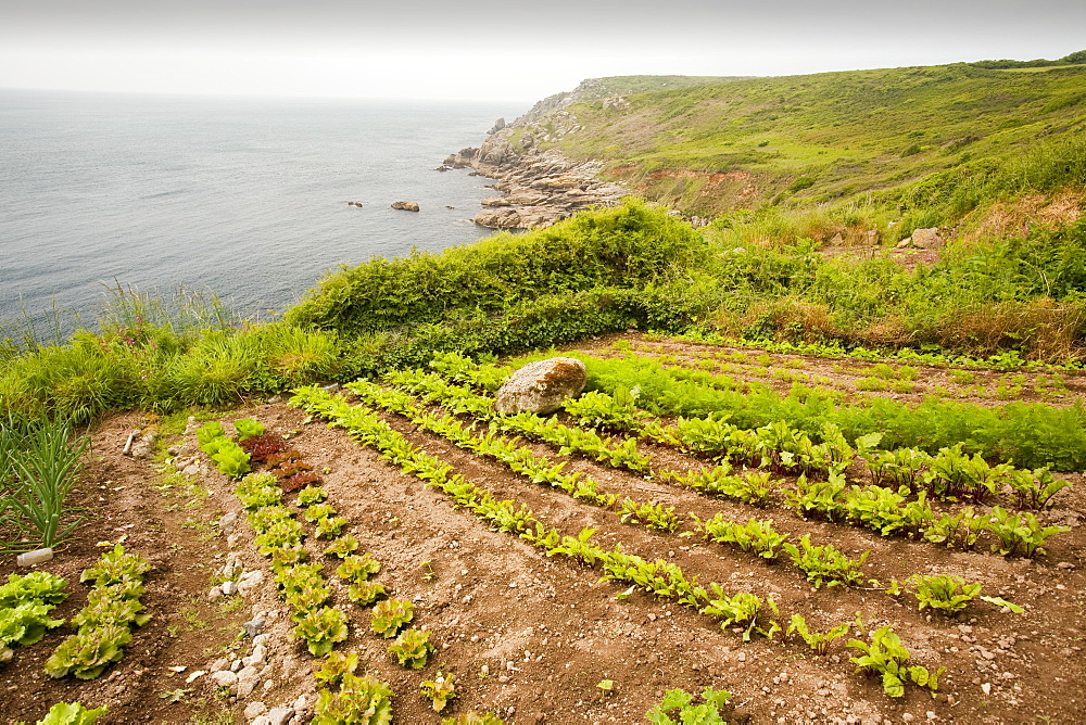 Vegetables growing on a cliff top plot tamed from the wild land near Porthcurno, Cornwall, England, United Kingdom, Europe