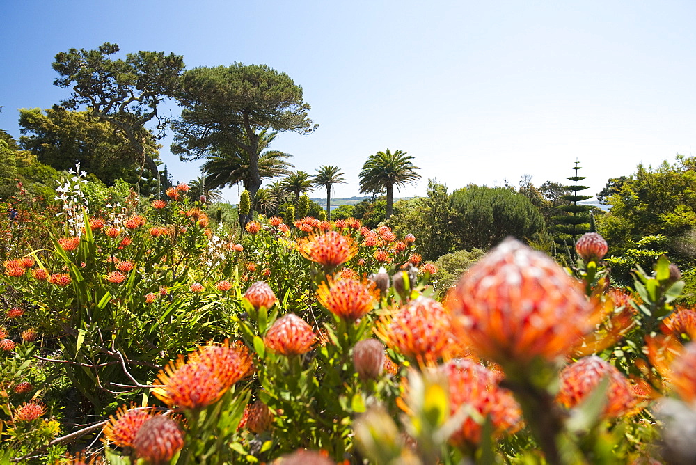 Proteas growing in the Abbey gardens on Tresco, Scilly Isles, off South West Cornwall, United Kingdom, Europe