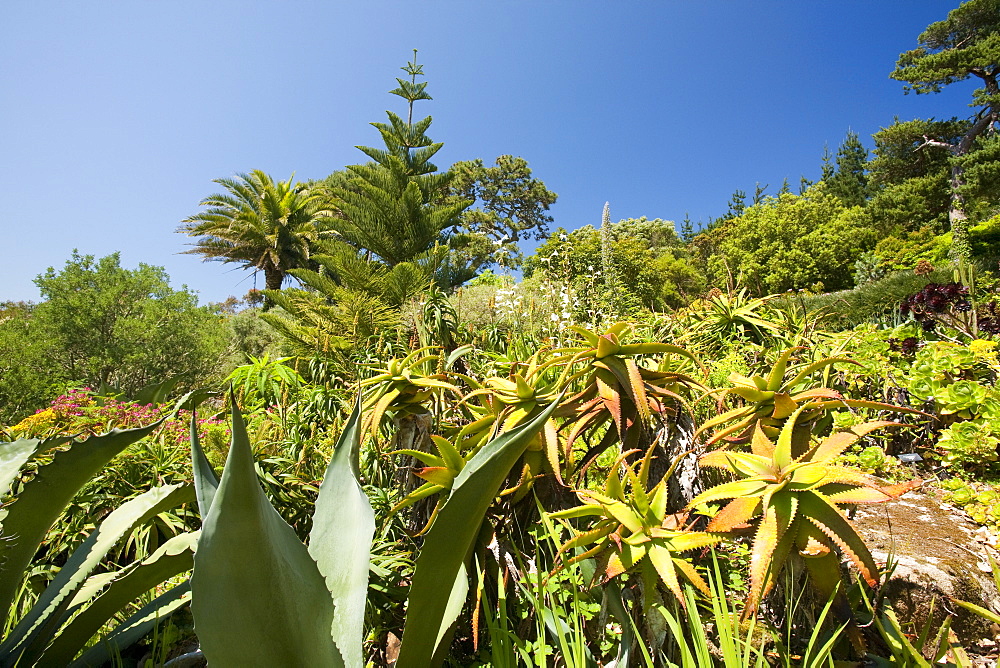 The Abbey gardens on Tresco, Scilly Isles, off South West Cornwall, United Kingdom, Europe