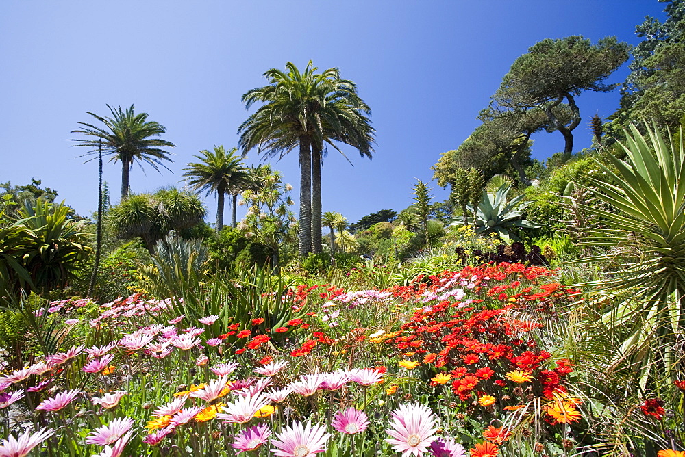 The Abbey gardens on Tresco, Scilly Isles, off South West Cornwall, United Kingdom, Europe