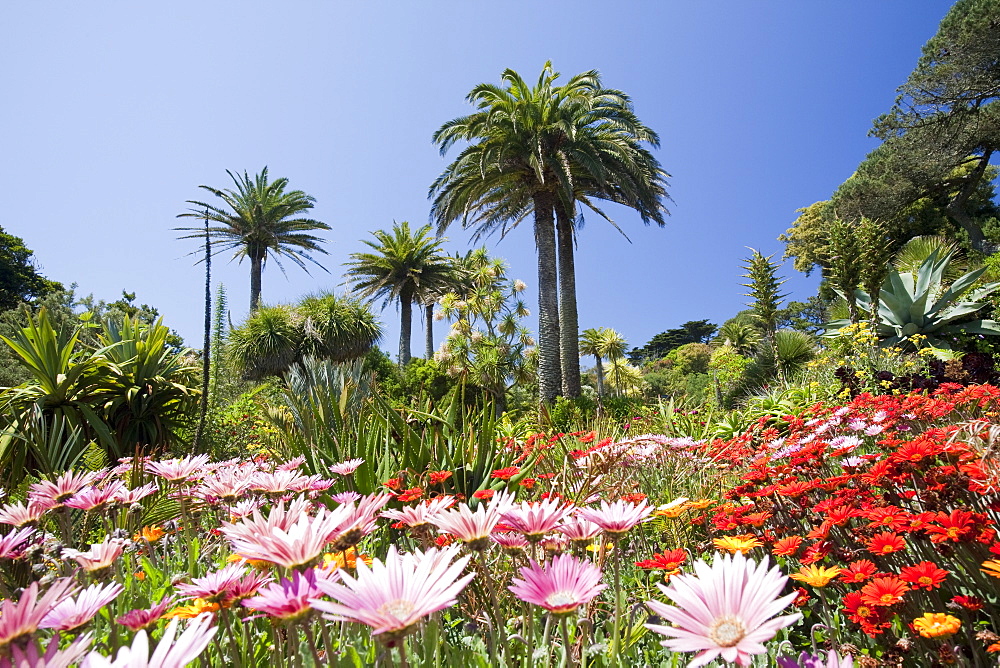 The Abbey gardens on Tresco, Scilly Isles, off South West Cornwall, United Kingdom, Europe