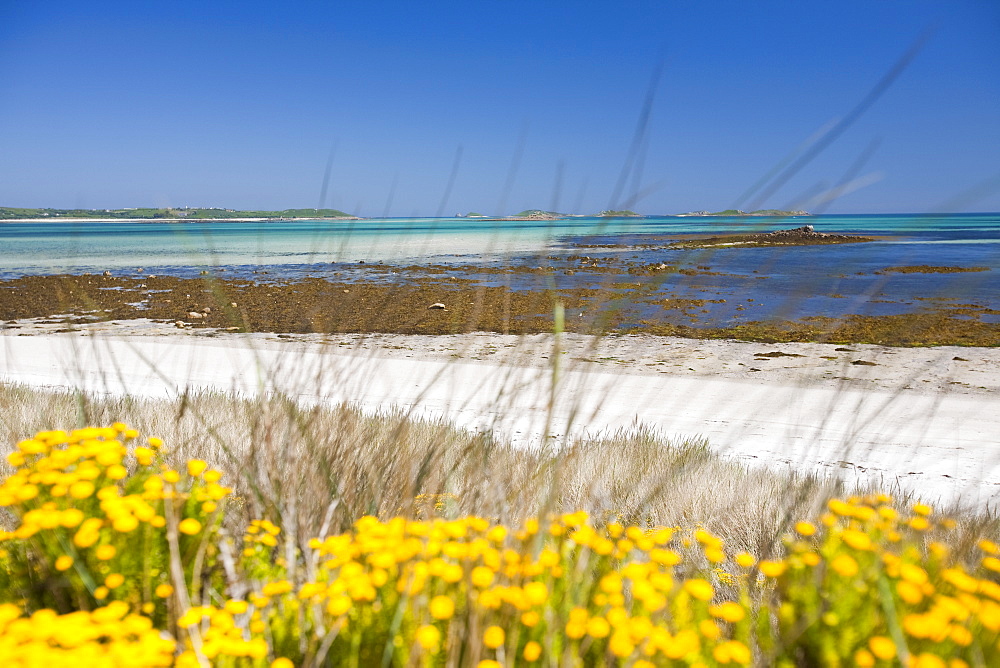 Tresco, Scilly Isles, off South West Cornwall,, United Kingdom, Europe