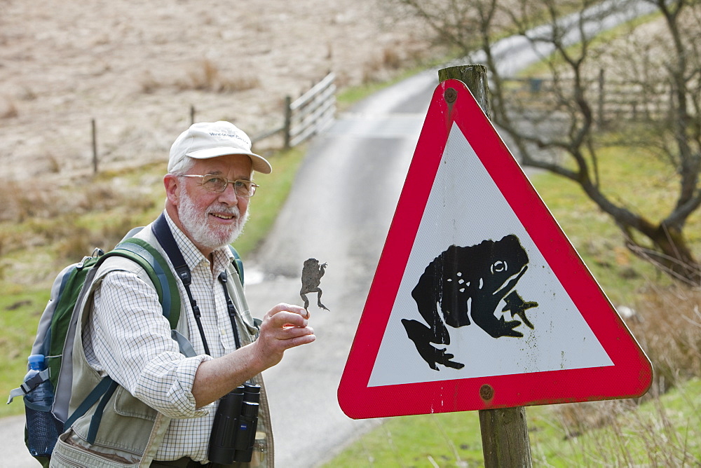 A man holds up a toad flattened by a car next to a Toad crossing warning sign on a road near Stocks Reservoir in Lancashire, England, United Kingdom, Europe