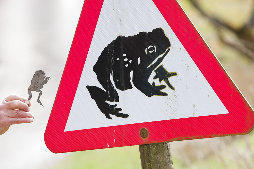 A man holds up a toad flattened by a car next to a Toad crossing warning sign on a road near Stocks Reservoir in Lancashire, England, United Kingdom, Europe