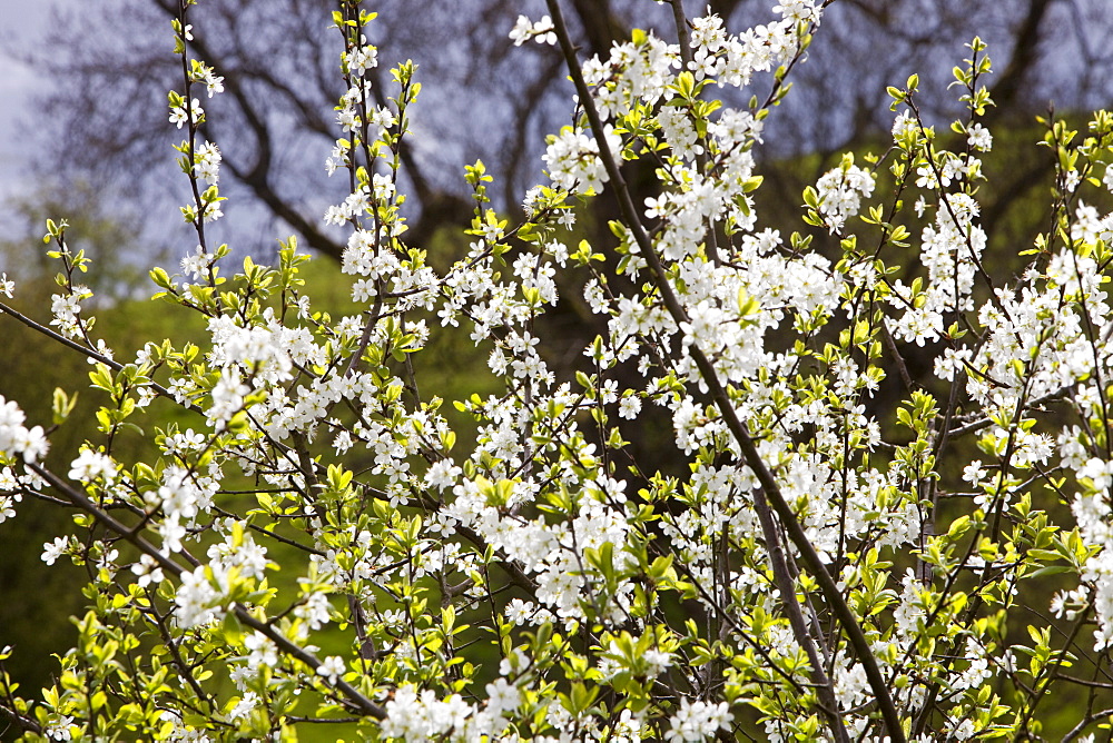 Damson blossom in the Lyth Valley, South Cumbria, England, United Kingdom, Europe