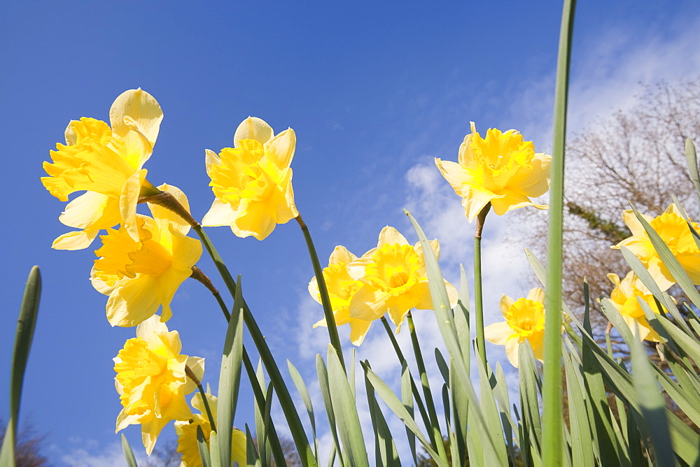 Daffodils in Clappersgate churchyard in spring, Lake District, Cumbria, England, United Kingdom, Europe