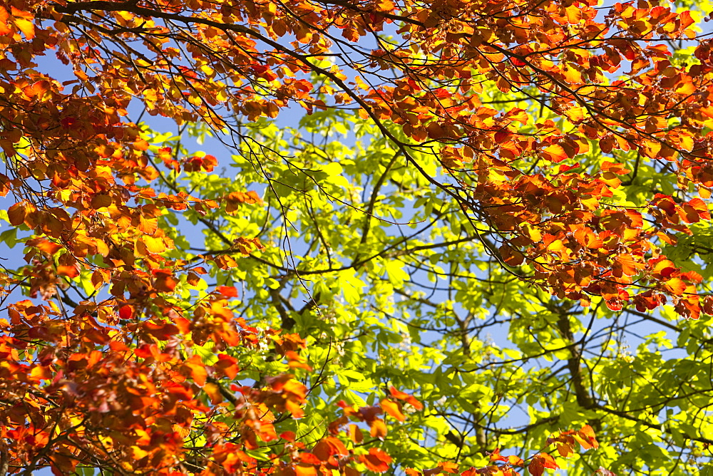 Copper beech leaves in spring, United Kingdom, Europe