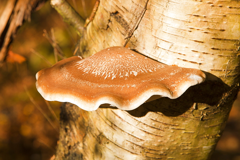 A bracket fungus on a Silver Birch tree in the Trough of Bowland, Lancashire, England, United Kingdom, Europe