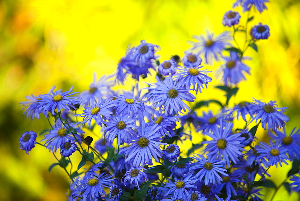 Blue daisies flowering in Holehird Gardens, Windermere, Lake District, Cumbria, England, United Kingdom, Europe