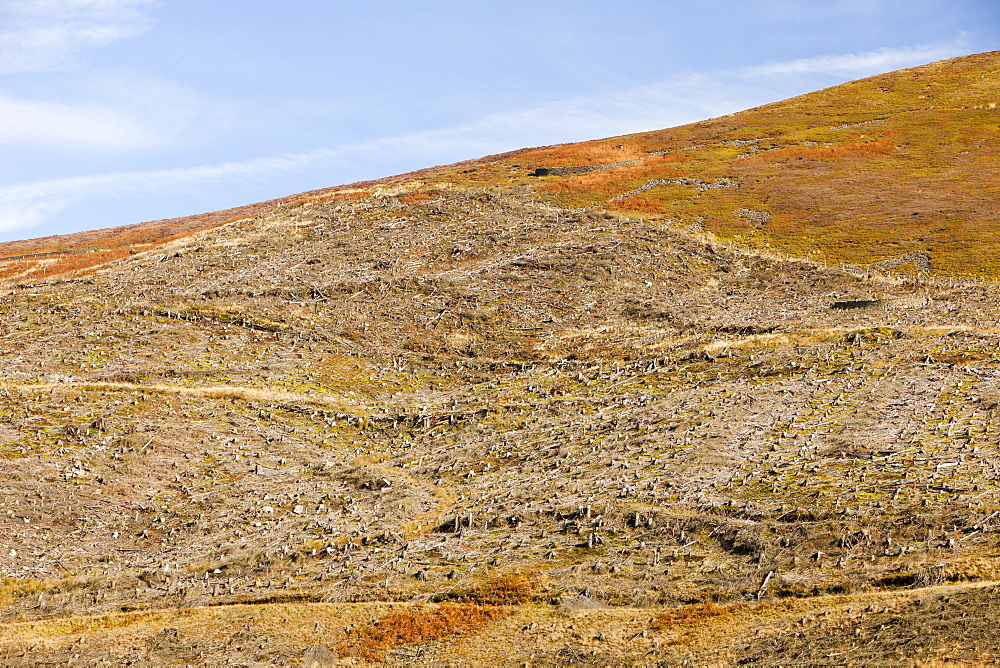 Trees felled as part of a habitat restoration project in the Dunsop Valley above Dunsop Bridge in the Trough of Bowland, Lancashire, England, United Kingdom, Europe