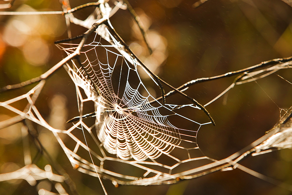 Morning dew on a spiders web near Ambleside, Lake District, Cumbria, England, United Kingdom, Europe