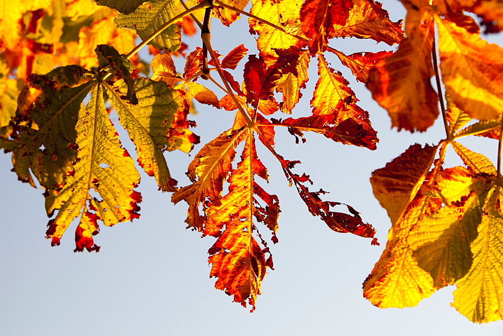 Horse chestnut leaves in Autumn, Ambleside, Cumbria, England, United Kingdom, Europe