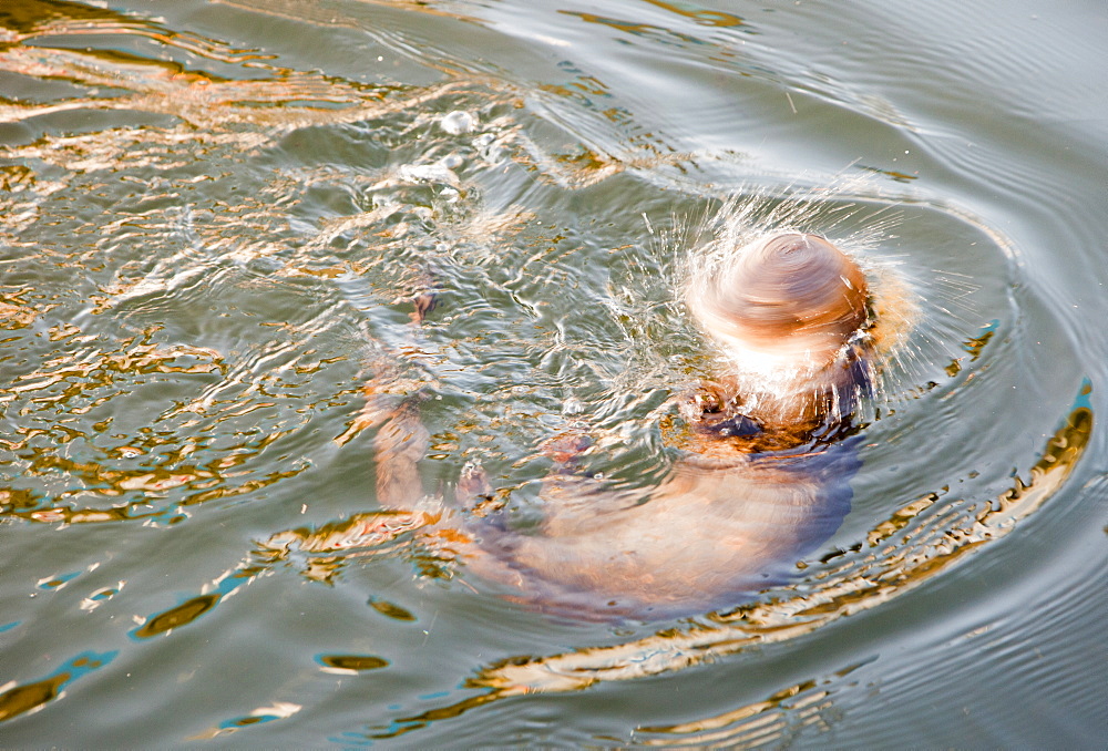 A European otter (Lutra lutra) diving under ice on Lake Windermere, Lake District, Cumbria, England, United Kingdom, Europe