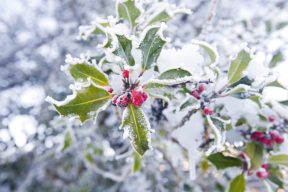 Hoar frost on holly berries, Lake District, Cumbria, England, United Kingdom, Europe