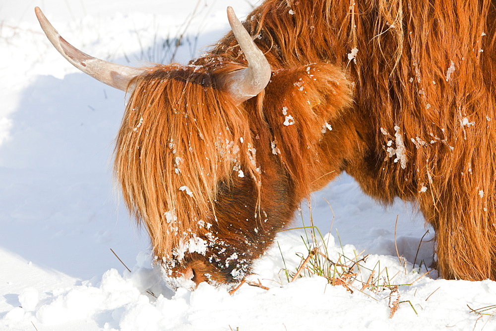 Highland cattle grazing off Kirkstone Pass in the Lake District, Cumbria, England, United Kingdom, Europe