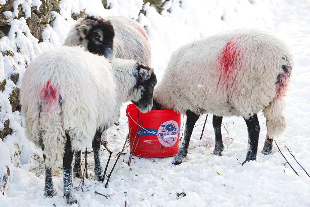 Sheep using a sheep lick in Ambleside in snow during the December 2010 cold snap, Lake District, Cumbria, England, United Kingdom, Europe