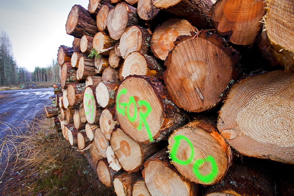 Scots pine trees being logged in Glen Feshie, near Aviemore, Scotland, United Kingdom, Europe