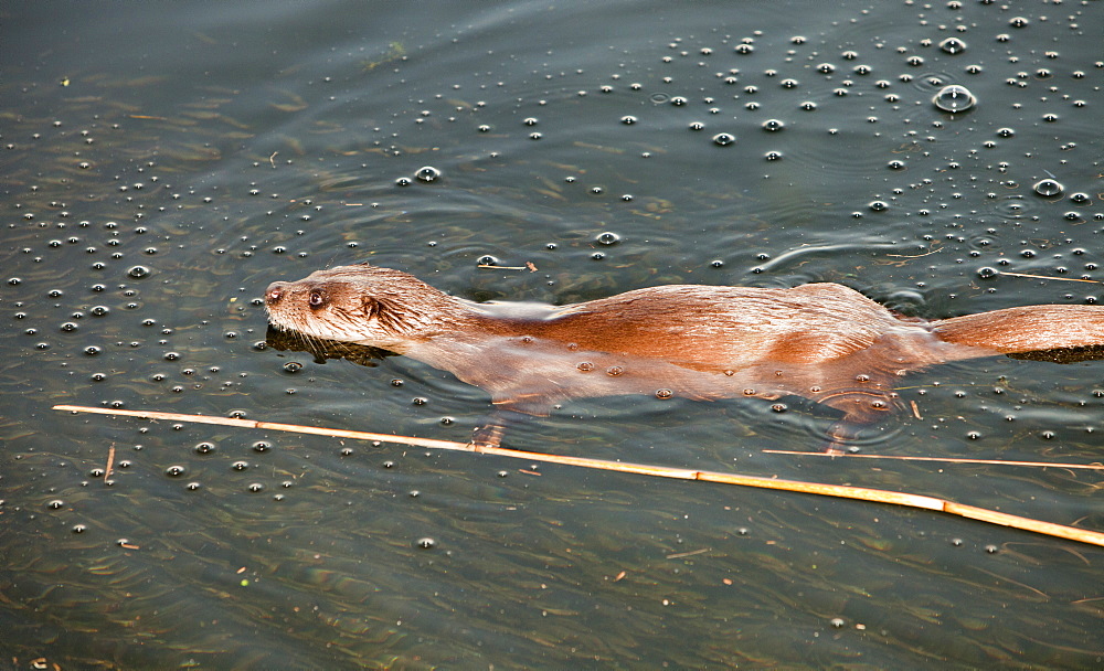 A European otter (Lutra lutra) on Lake Windermere, Lake District, Cumbria, England, United Kingdom, Europe