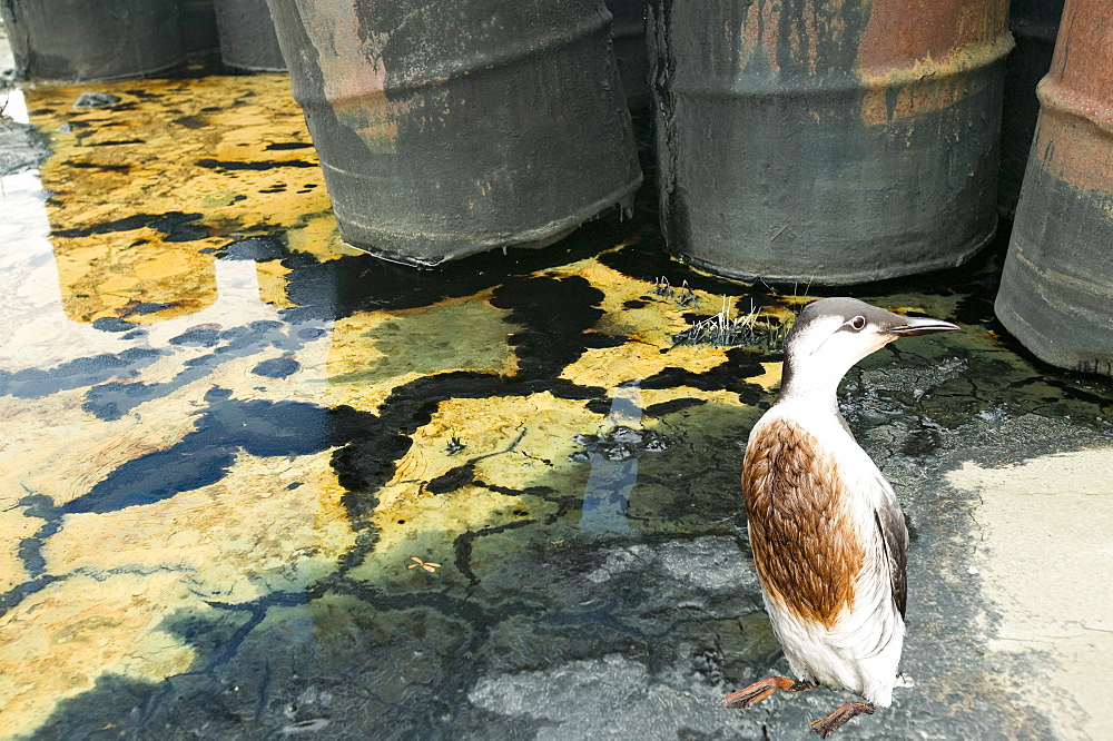 Abandoned barrels of leaking waste oil and an oiled sea bird, on the tundra at Nome in Alaska, United States of America, North America