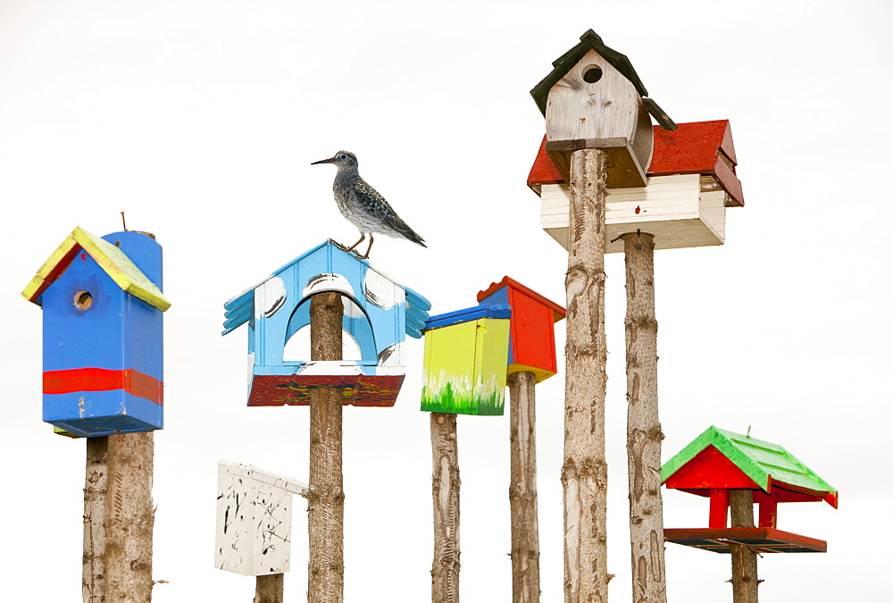 A collection of colourful bird boxes in Hveragerdi, Iceland, Polar Regions