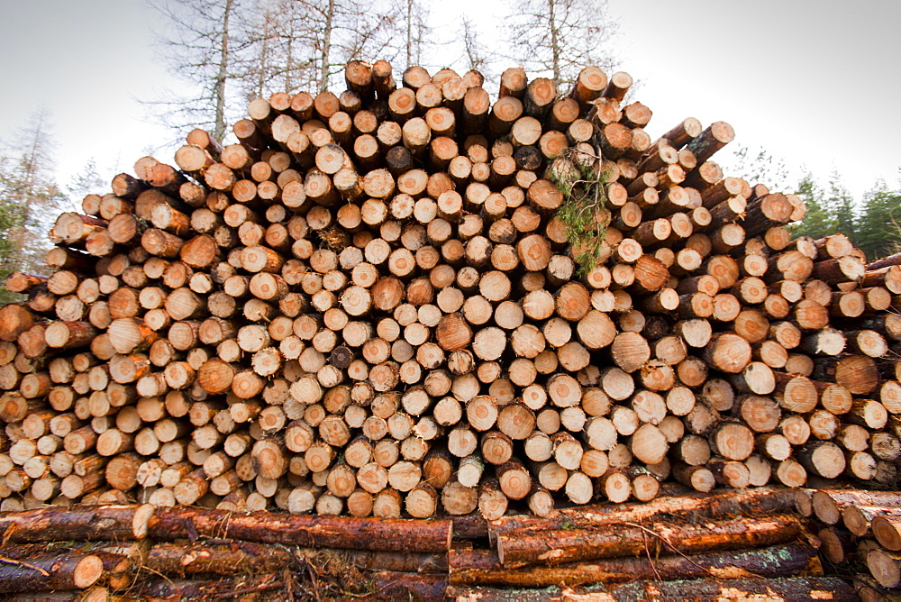 Scots pine trees being logged in Glen Feshie, near Aviemore, Scotland, United Kingdom, Europe