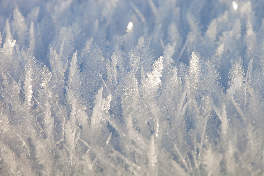 Ice feathers formed during a hard frost, when temperatures fell below minus 10 during the December 2010 cold snap, Ambleside, Cumbria, England, United Kingdom, Europe