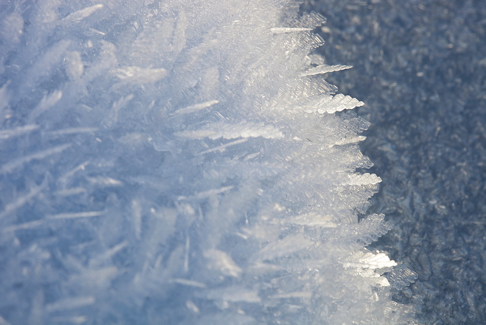 Ice feathers formed during a hard frost, when temperatures fell below minus 10 during the December 2010 cold snap, Ambleside, Cumbria, England, United Kingdom, Europe