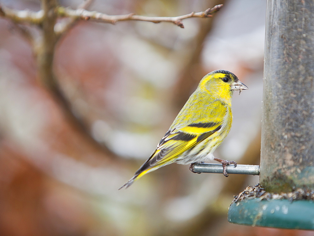 Siskins (Carduelis spinus) feeding on a garden feeder in Ambleside, Cumbria, England, United Kingdom, Europe