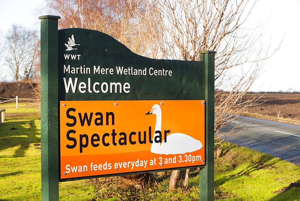 Martin Mere bird reserve near Ormskirk, Lancashire, England, United Kingdom, Europe