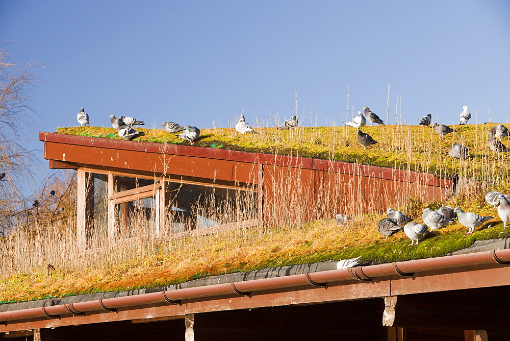 The green building which is the reserve centre at Martin Mere bird reserve near Ormskirk, Lancashire, England, United Kingdom, Europe