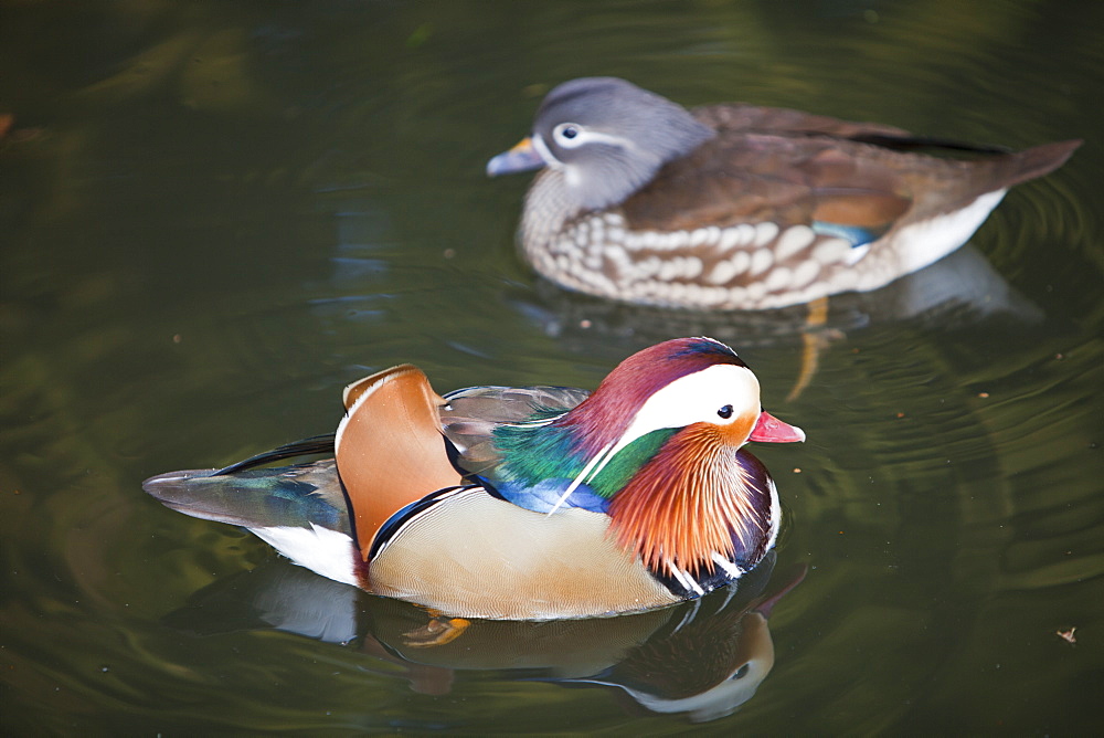 A pair of Mandarin ducks at Martin Mere bird reserve near Ormskirk, Lancashire, England, United Kingdom, Europe