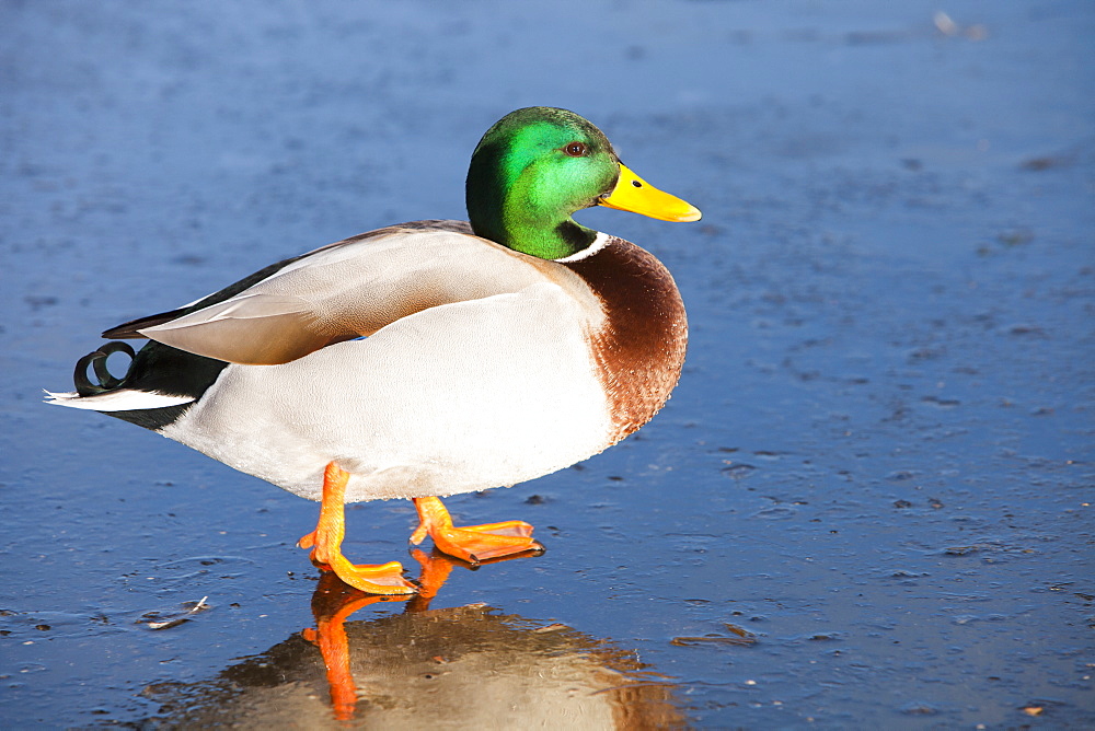 A male Mallard on ice at Martin Mere bird reserve near Ormskirk, Lancashire, England, United Kingdom, Europe