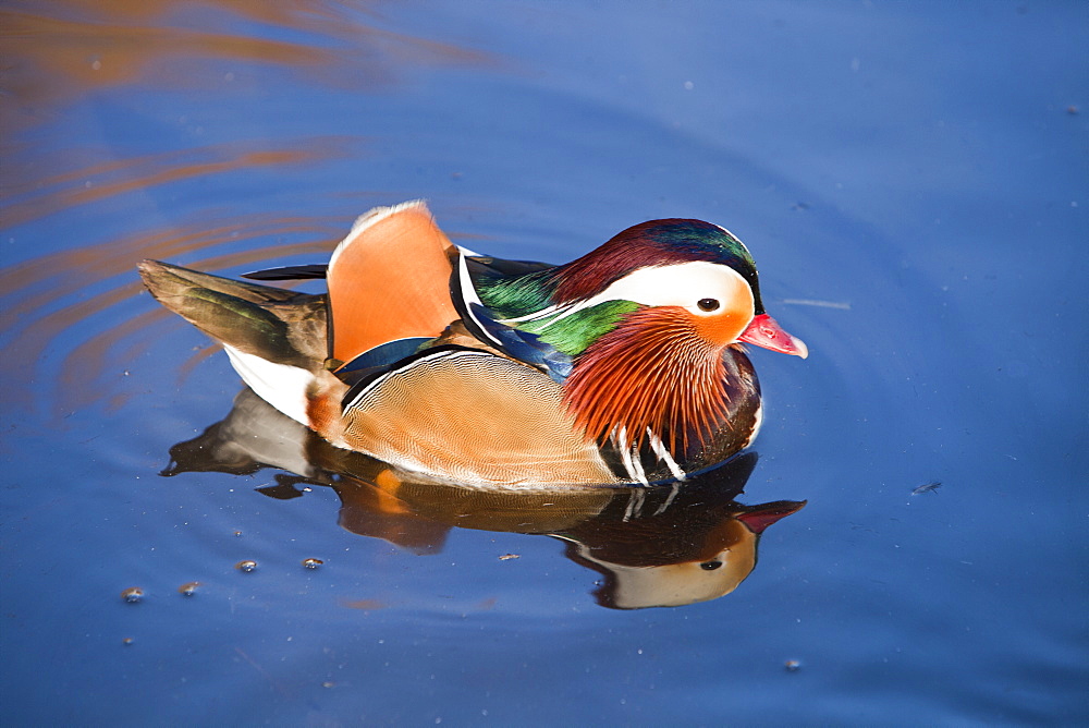 A male Mandarin ducks at Martin Mere bird reserve near Ormskirk, Lancashire, England, United Kingdom, Europe