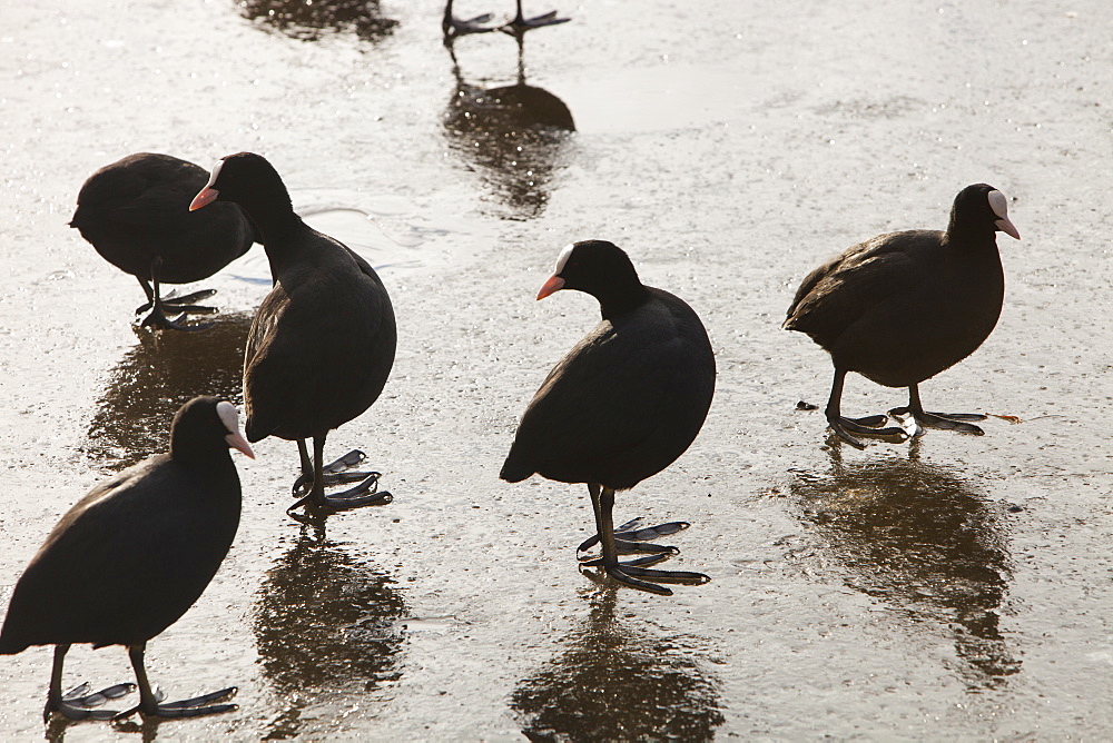 Eurasian coot on ice at Martin Mere bird reserve near Ormskirk, Lancashire, England, United Kingdom, Europe